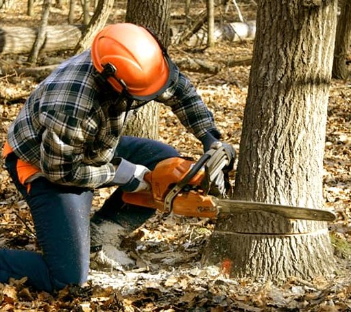 Tree Removal in Boomer, NC